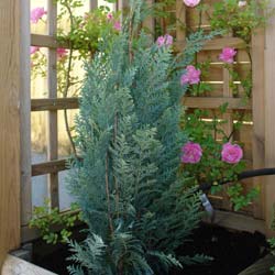 Cypress, Lawson 'Columnaris Glauca'